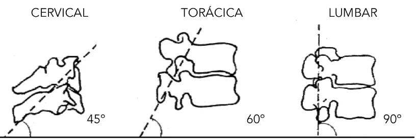 Figura 3. Orientación de las carillas articulares. Tomado de Miralles y Puig, 1998. 