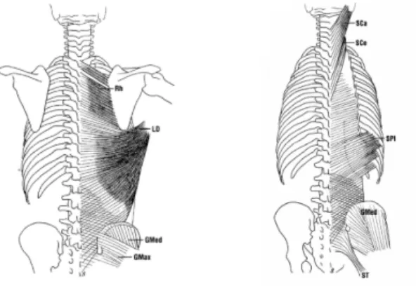Figura 4. Disposición de la fascia toraco lumbar superficial (izq.) y profunda (dcha.)