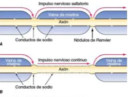 Figura 2.5 