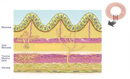 Figura 4. Estructura de la paret intestinal 