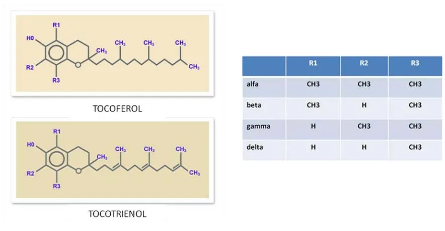 Figura 11. Composició de la Vitamina E. 