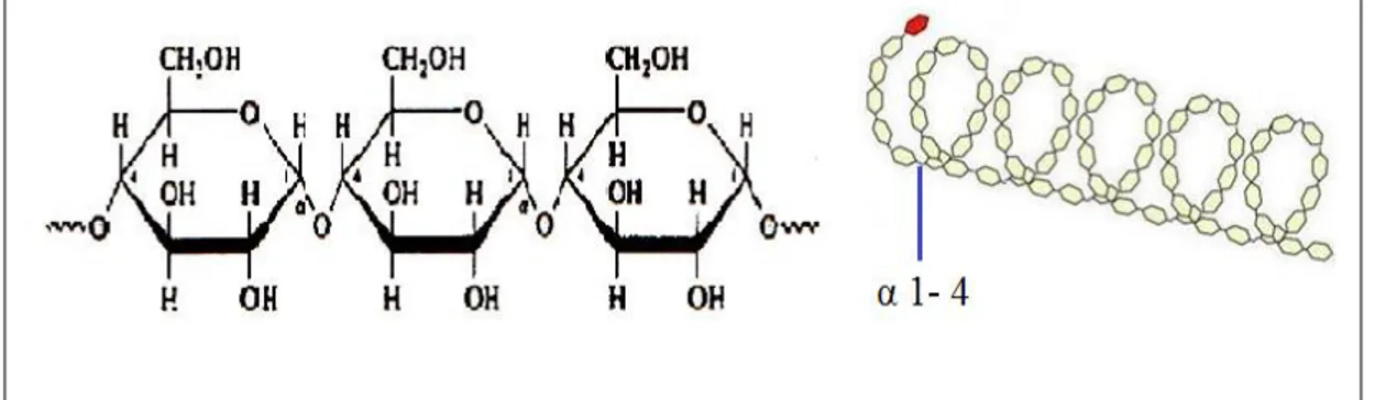 Figura 5. Estructura química de la amilopectina   Adaptado de Miñón Hernández, (2011)
