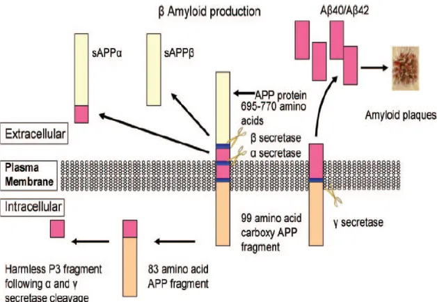 Figura 1. Mecanismo de procesamiento de la APP (Thomas and Fenech, 2007).  