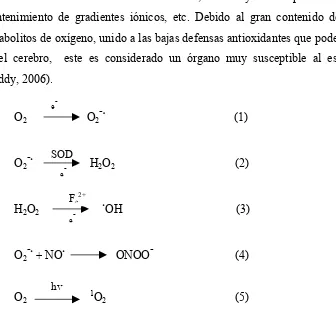 Figura 3. Radicales libres que se pueden formar desde el oxígeno (Reiter et al., 2001)