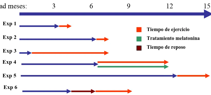 Figura 7. Esquema representativo de los protocolos experimentales con los tratamientos aplicados