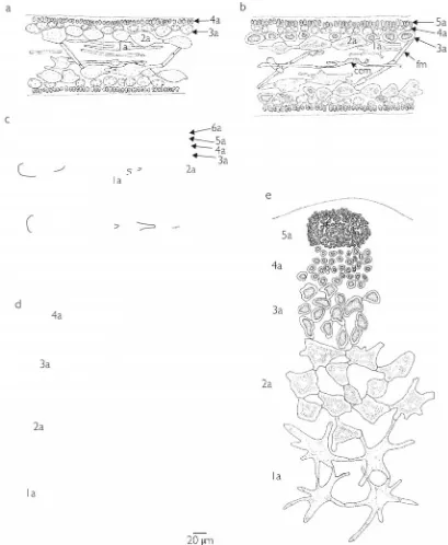 Figura 7. a-e. Kallymenia reniformis (a,d, HGI-A 4184; b,e, HGI-A 4793; c, HGI-A 4796)