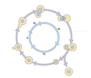 Figura 1. Cicle cel·lular de S. cerevisiae. Es representa l’evolució morfològica de S