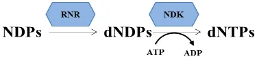 Figura 2 Reaccions clau en la síntesi de dNTPs. El complex RNR s’encarrega de transformar els NDPs en dNDPs, i aquests seran substrat de la NDK per acabar formant dNTPs