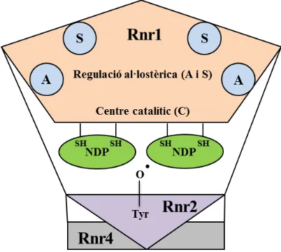 Figura 3 Representació bàsica del complex RNR. La subunitat Rnr1(taronja) conté el centre catalític (C) i els diferents llocs de regulació al·lostèrica (blau): el que dóna especificitat pel substrat (S) i el que controla l’activitat enzimàtica (A)