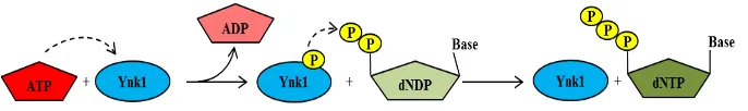 Figura 5 Mecanisme pin-pong catalitzat per Ynk1. En aquest esquema, una molècula d’ATP (substrat A) s’uneix al centre catalític de Ynk1 permetent l’autofosforilació sobre la histidina 119, i llavors es produeix la transferència d’aquest fosfat des de Ynk1 