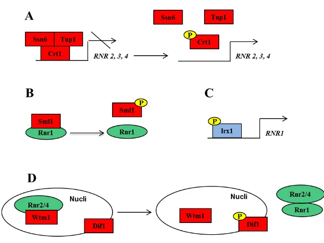 Figura 7 Mecanismes de resposta a dany a DNA. (A) Desestabilització del complex Crt1/Tup1/Ssn6