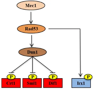 Figura 8 Ruta d’activació del complex RNR en resposta a dany a DNA. Mec1 activa Rad53 que a la vegada activarà Dun1, aquesta quinasa serà la responsable de la inhibició dels repressors Sml1, Crt1 i Dif1