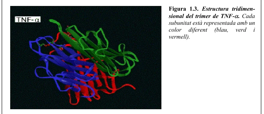 Figura 1.3. Estructura tridimen-α