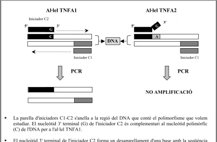 Figura 7.3. Esquematització de la tècnica d'AS-PCR.  