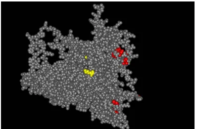 Fig.1.2.3b. epítop(UniversityRepresentació d’un model de monòmer de l’HAV cedit per Ming Luo  of Alabama, Birmingham, E.E.U.U.). En vermell els residus pertanyents al  immunodominant i en groc els pertanyents a l’epítop d’unió a glicoforina A.  