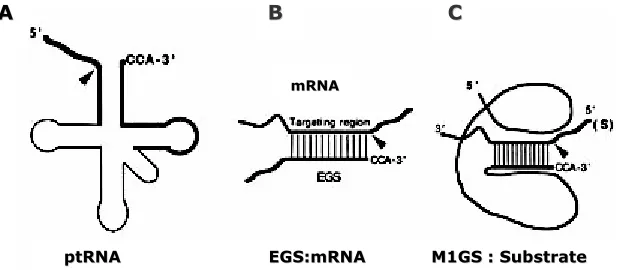 Figura 10. (A) Estructura d’un precursor de tRNA. (B) Esquema d’una seqüència guia externa (EGS) unida a un RNA diana