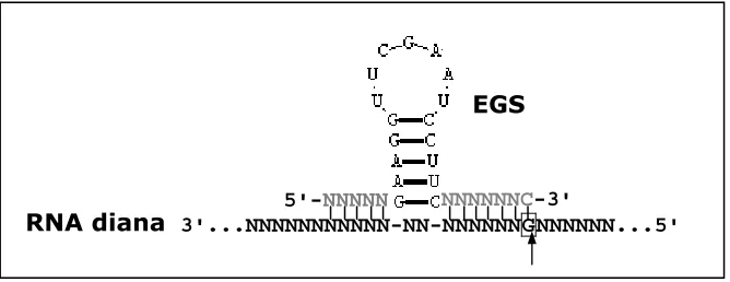Figura 1. Esquema d'una seqüència guia externa.  