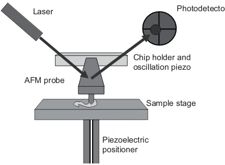 Fig. 1. Cartoon showing the basic components of an AFM set-up. 