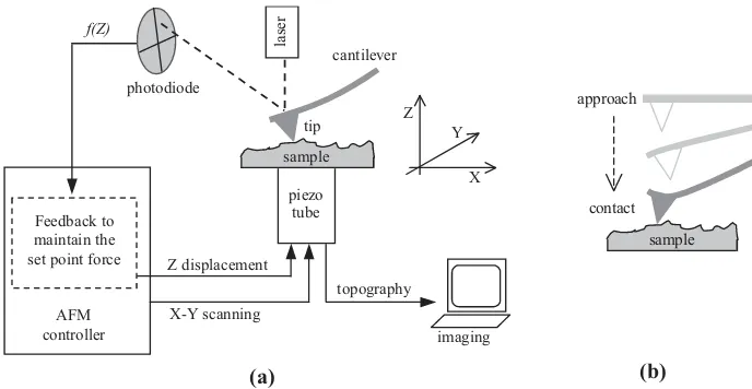 Fig. 2. (a)   Simplified diagram of the AFM principle in contact mode. A constant deflection of the cantilever is maintained by a feedback loop to monitor the surface topography of the sample (b) contact mode approach.