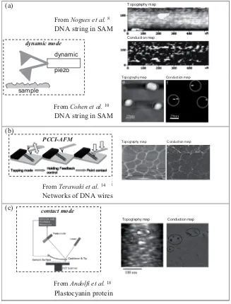Fig 4. Conduction maps on biomolecules performed with different AFM authors of the imaged, and the type of sample used.techniques