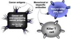 Figure 4. Schematic representation of the antigens expression at the surface of cancer cells