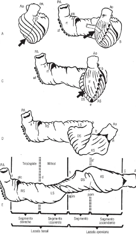 Figure 1.1: Ventricular myocardial band, Torrent Guasp drawing.