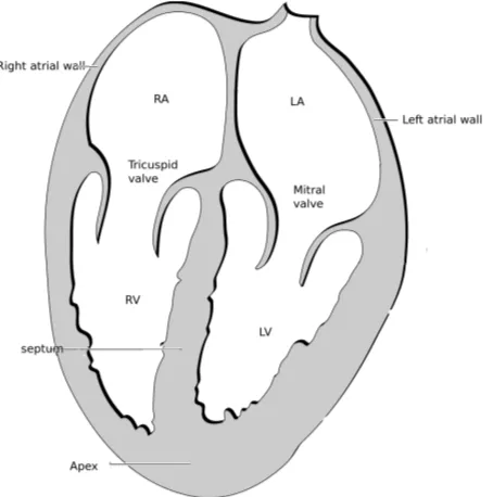Figure 2.2: Longitudinal cut of the heart showing the four chambers. Illustration byCC Patrick J