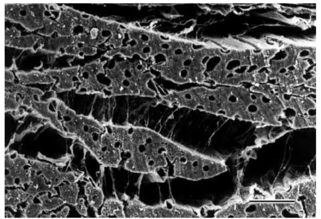 Figure 2.6: Scanning electron microscopy of the myocardium sectioned perpendicularto the ﬁbers (Legrice et al., 2001)