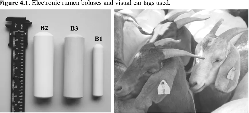 Figure 4.1. Electronic rumen boluses and visual ear tags used. 