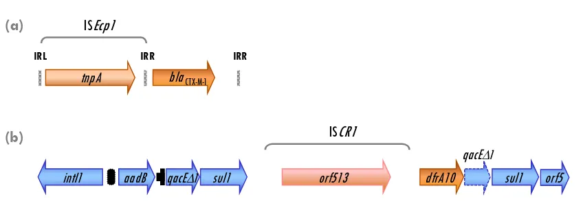 Figura 7. Ejemplo de una secuencia de inserción ISEcp1 que moviliza el gen de la cefotaximasa CTX-M-1(a); y esquema de In7, uno de los integrones complejos donde se observó por primera vez un elemento ISCR (b)