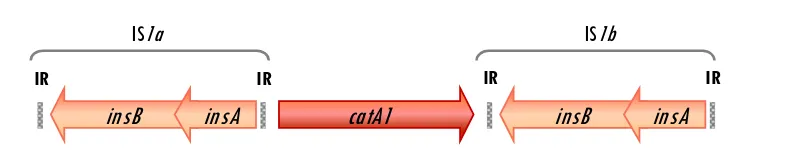 Figura 8. Lewin (2008b) y a la secuencia de nucleótidos del plásmido R100 (nº acceso: NC_002134).Representación esquemática del transposón compuesto Tn9 en base al esquema de   