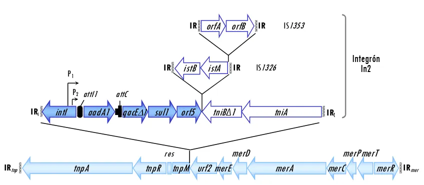 Figura 9. Esquema del transposón Tn21 portador del integrón de clase 1 In2 (Liebert et al., 1999)