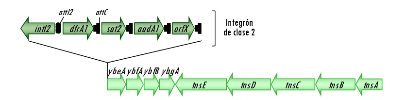 Figura 10. acceso NC_002525).Esquema del transposón Tn7 portador de un integrón de clase 2