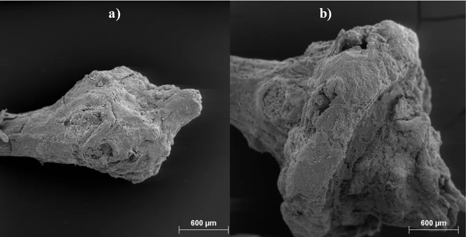 Figura 3.   Imatges de microscòpia electrònica de rastreig obtingudes per a la rapa de raïm amb mida de partícula