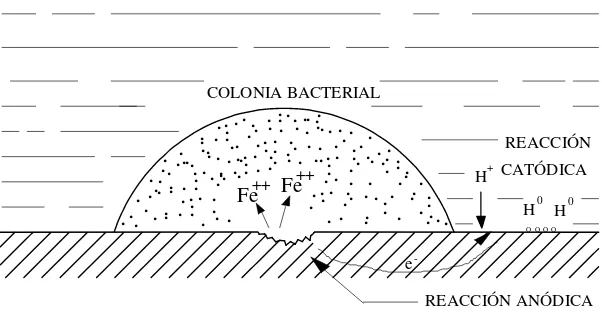 Figura II.9. Mecanismos de corrosión bacteriana.(36) 