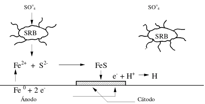Figura II.12. Despolarización anódica de la superficie del metal causada por la reacción de sulfuro de 
