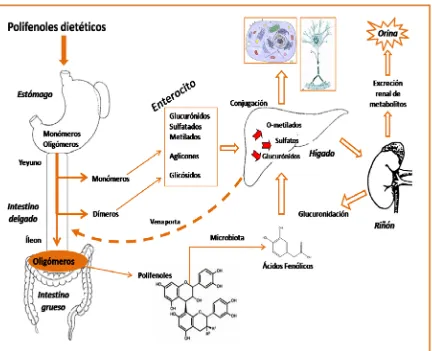Figura 1: Esquema de l’absorció i biotransformació  dels polifenols de la dieta in vivo (Spencer 2003)
