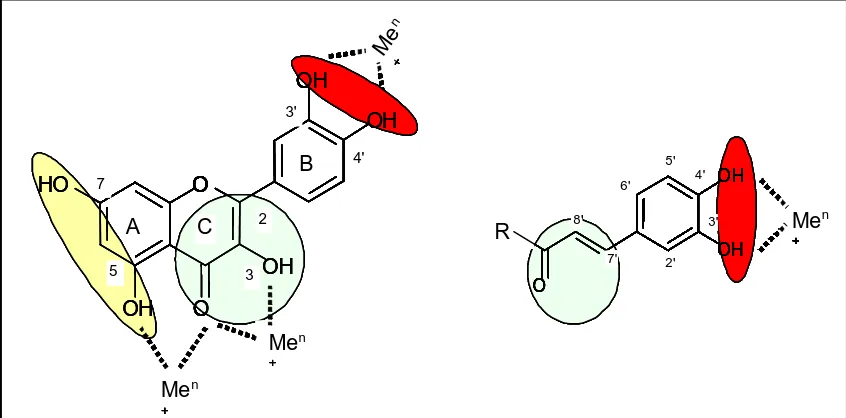 Figura 2: Relació estructura-activitat en els compostos fenòlics. En vermell, flavonoides