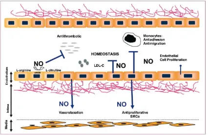 Figura 4: Esquema simplificat de l’efecte vasoprotector de l’òxid nítric. LDL-C: 