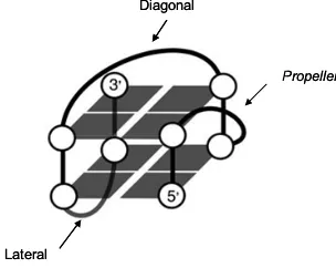 Figura�7.��Diferents�estructures�de�G�quàdruplex�intermolecular,�bimolecular�i�intramolecular.�