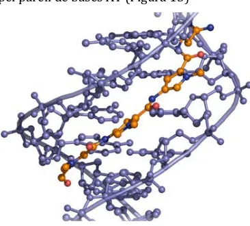 Figura�13.�Estructura�tridimensional�del�complex�format�per�la�distamicina�(taronja)�i�un�dúplex�de��DNA�(lila).�