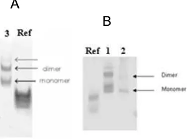 Figure S1. Native gel electrophoresis of A) oligonucleotide 3 and B) oligonucleotides 1