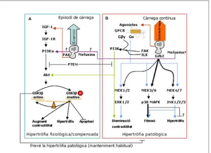 Figura 9. Vies de senyalització en la hipertròfia cardíaca fisiològica (A) i compensada (B).una sobrecàrrega contínua o per l’activació dels receptors acoblats a proteïnes G (GPCR) via diversos agonistes, com ara l’angiotensina II, l’endotelina-1 o activad