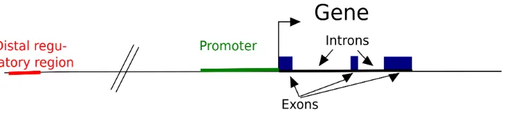 Figure 1.1: What is a gene?a gene, the transcription machinery binds to the promoter region, which lies upstream of that gene