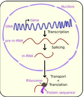 Figure 1.2: From DNA to protein This simpliﬁed overview shows how a gene is transcribed intopre-mRNA