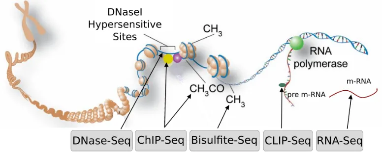 Figure 1.3: HTS techniques and their applications.ChIP-Seq to detect protein-DNA binding sites.CLIP-Seq to detect protein-RNA binding sites