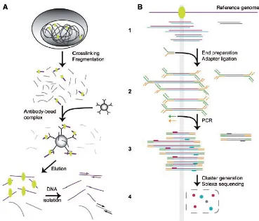 Figure 1.4: A: Chromatin immunoprecipitation. 1. DNA is bound by a protein of interest in thenucleus