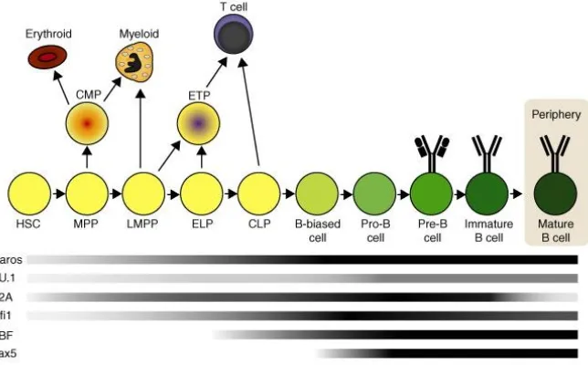 Figure 5. Important TF expression during different stages of B lymphopoiesis from HSCs