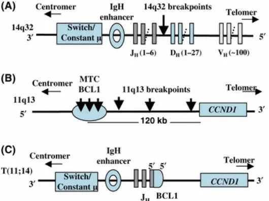 Figure 7. Primary chromosomal translocations in MCL. (A) Schematic representation of the classic translocation of CCND1 gene (red) with IGH (green)