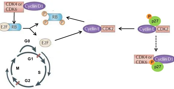 Figure 9. Potential role of cyclin D1 in G1/S phase transition. Modified from (Jares and Campo, 2008)